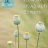 How_to_photograph-flowers