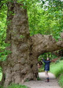 Tree-Glendurgan