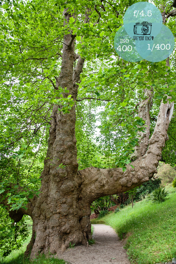 Glendurgan-Garden-Tree