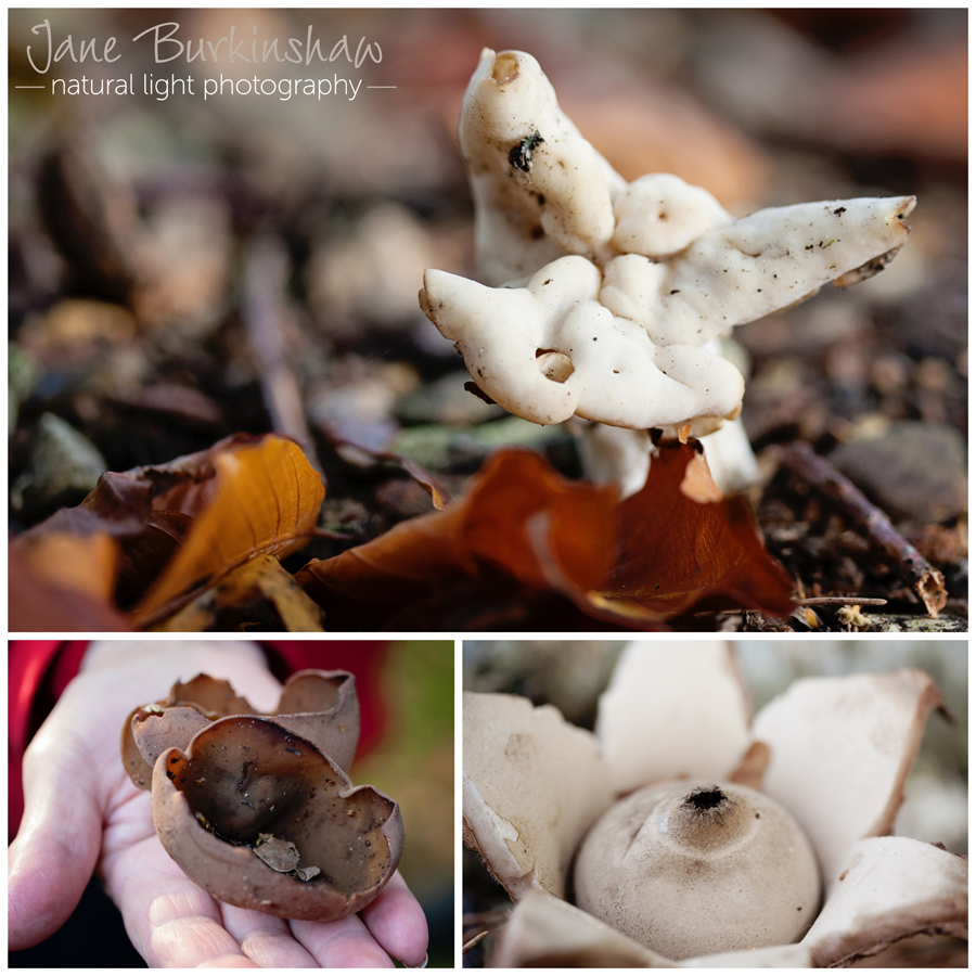 photographing-fungi
