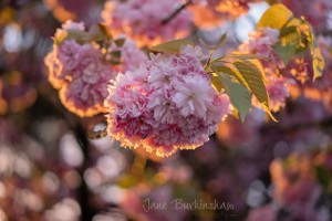 HOW-TO-PHOTOGRAPH-BLOSSOM