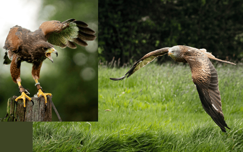 Tips for photographing birds of prey