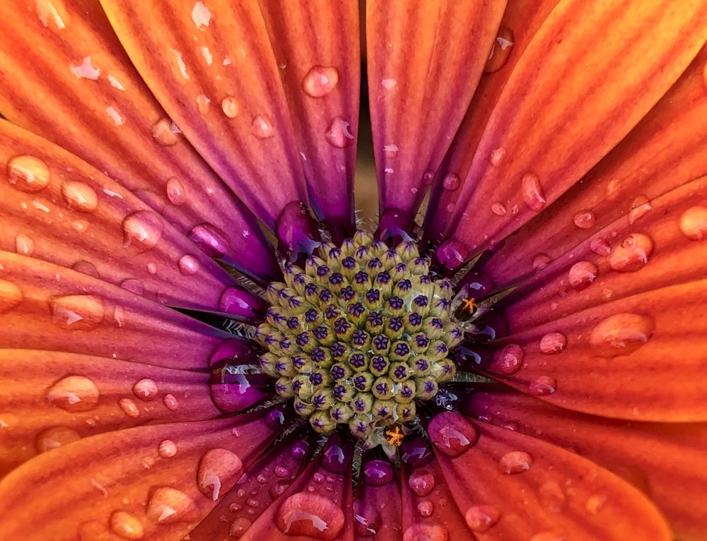 Bright and Beautiful - Denise Dulson-2