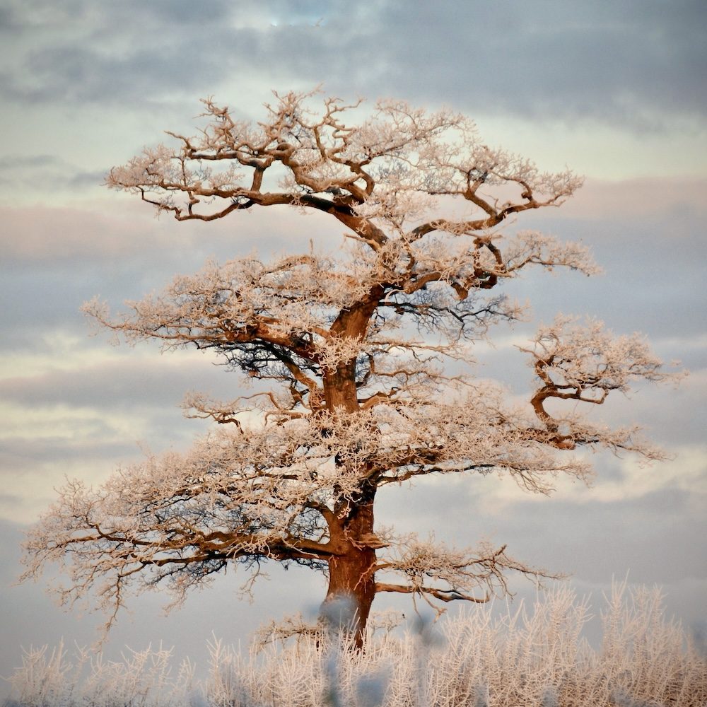 My Favourite Tree - Denise Dulson copy