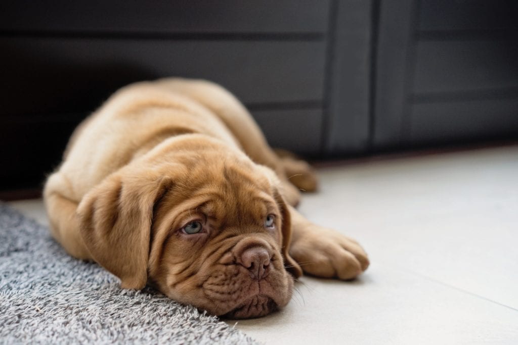 why are my photos blurred